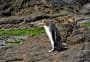 Penguin Walk