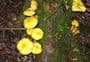 Tangihua Forest Nature Walk