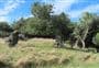 Mohi Bush Track
