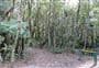 Allans Track