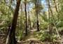Washbourn Scenic Reserve Walk