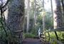 Manginangina Kauri Walk