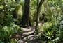 Kingswood Bush Scenic Reserve