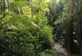 Kohekohe Walk