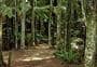 Marawaiwai Track