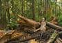 Kauri Bushman's Walk