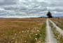 Pukaki Flats walk
