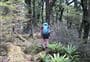 Boyd, Oamaru and Cascade Hut tracks