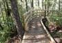 Opua Kauri Walk