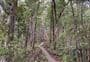 Pukatea Ridge Track