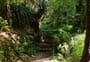 Kaimai Summit Loop Track