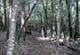 Horokaka Track