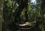 Makarora Bush Walk