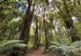 A’Deanes Bush Walk