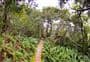 Bowen Bush Walk