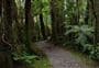 Kahikatea Walk