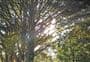 Pukenui Forest Loop