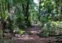 Gray's Bush Scenic Reserve walks