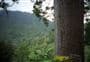 Square Kauri Tree 
