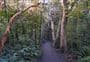 Kākā Point Bush Walk