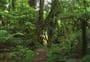 Ngutuoha Nature Trail 