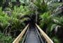 Nikau Loop Track