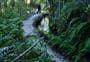 Pupu Hydro Walkway