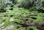 Tawarau Forest tramping tracks