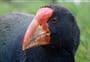 Visitor Centre to Te Anau Bird Sanctuary Walk