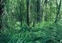 Kauri Stump Walk