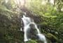 Whirinaki Waterfall Loop Track