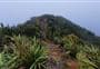 Stanfield Hut to Cattle Creek Hut Track
