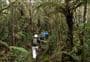 Karaka Track