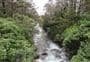 Whakapapanui Walk