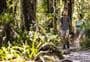 Atiwhakatu Track