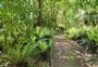 Rimu Walk