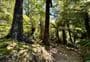 Five Mile Loop Track