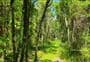 Hāpūpū/J.M. Barker Historic Reserve Walk