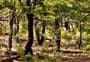 Mount Somers Nature Walk