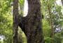 H Tree Track