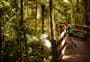 Nikau Walk