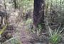 Old Blyth Track