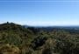 Otanewainuku Lookout Track