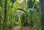 Nīkau Bush Conservation Area Walk