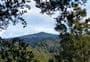 Rimu Walk